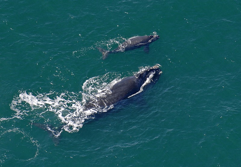 
              In this 2009 file photo, a female North Atlantic right whale swims at the surface of the water with her calf a few miles off the Georgia coast. On Tuesday, Jan. 26, 2016, the federal government announced it was designating thousands of additional nautical square miles of the Atlantic off the coast of New England and the coast of the Southeast as critical habitat for the endangered whales. (John Carrington/Savannah Morning News via AP, File) THE EXAMINER.COM OUT; SFEXAMINER.COM OUT; WASHINGTONEXAMINER.COM OUT; MANDATORY CREDIT
            