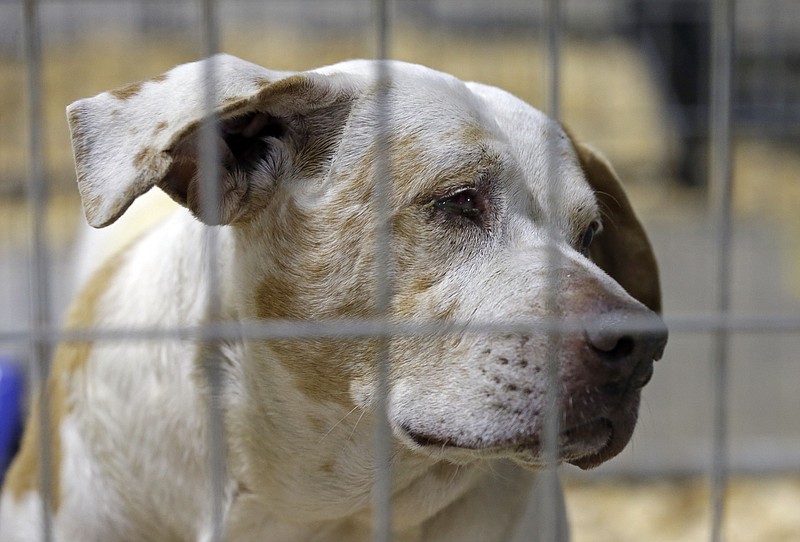 
              A rescued dog peers from within a kennel where hundreds of rescued animals are being kept for treatment about an hour southwest of Raleigh, N.C., Friday, Jan. 29, 2016. The American Society for the Prevention of Cruelty to Animals rescued over 600 animals after they were found in conditions that the sheriff called "awful and very sad." (AP Photo/Gerry Broome)
            