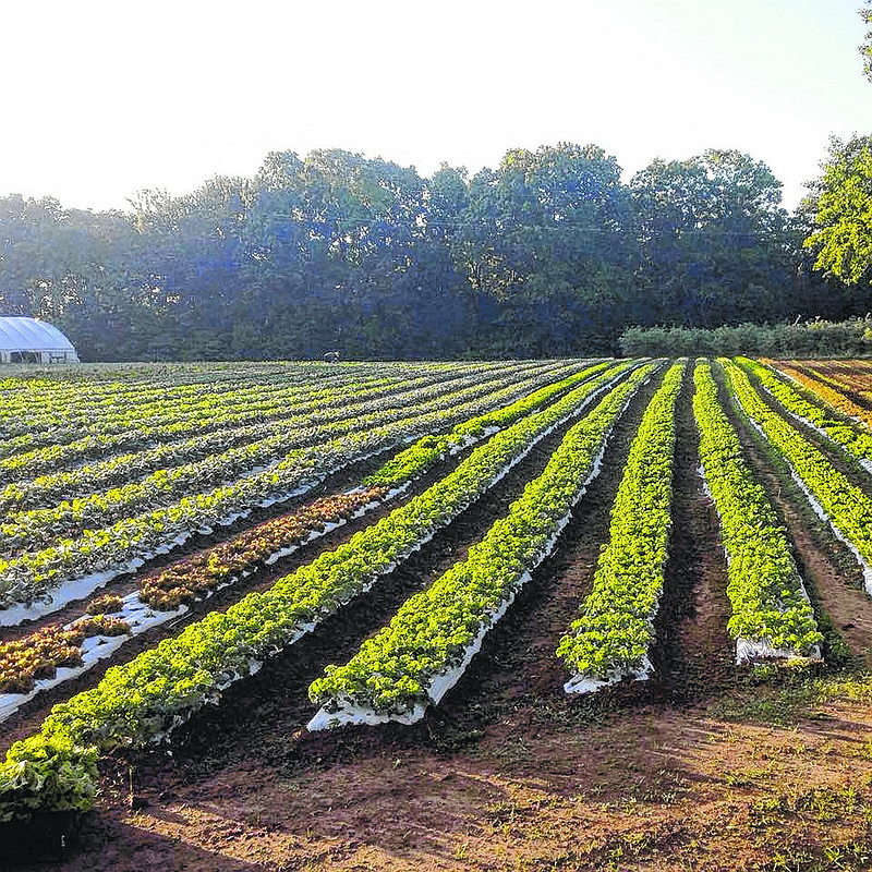 Growing season is underway at Signal Mountain Farm, which is now registering CSA subscribers for the coming harvest.