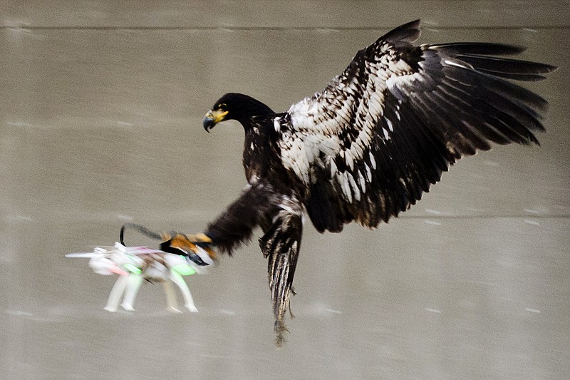 
              In this image released by the Dutch Police Tuesday Feb. 2, 2016, a trained eagle puts its claws into a flying drone. Police are working with a The Hague-based company that trains eagles and other birds to swoop down on small drones and grasp them in their talons in restricted areas or where they are banned, such as at large outdoor events. (Dutch Police via AP)
            