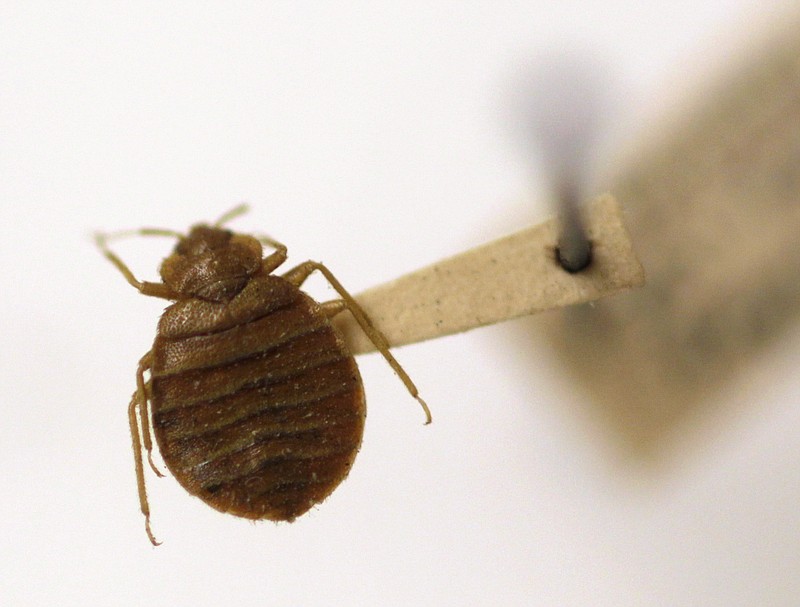 
              FILE - In this March 30, 2011, file photo, a bedbug is displayed at the Smithsonian Museum in Washington. Researchers from Weill Cornell and scientists at the American Museum of Natural History have traced the nefarious pest through the New York City subway system and discovered a genetic diversity among the bloodsucking creatures. (AP Photo/Carolyn Kaster, File)
            