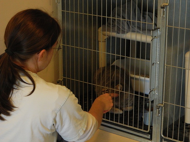 In this 2014 file photo, a volunteer takes a moment to visit with a cat while she cleans up at the SPCA of Bradley County Animal Shelter.