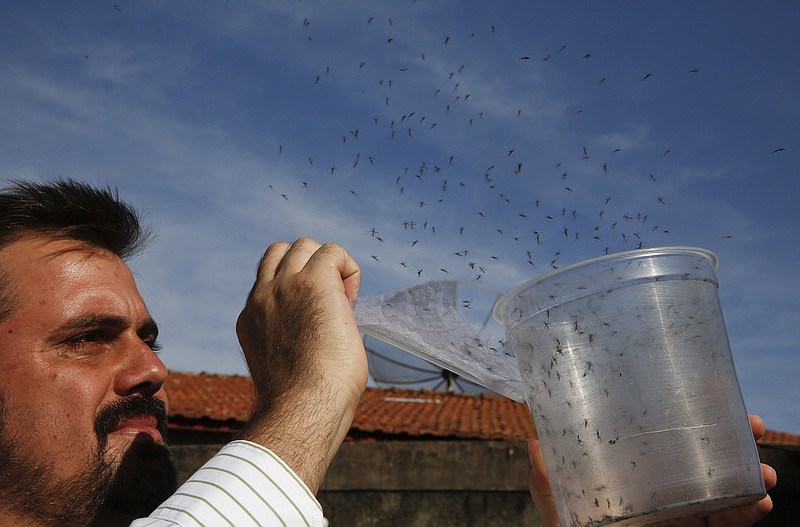 
              In this Feb. 1, 2016 photo, Guilherme Trivellato, from the British biotec company Oxitec, releases genetically modified Aedes aegypti mosquitoes, which are a vector for the spread of the Zika virus, in Piracicaba, Brazil. Oxitec raises male mosquitoes that have been modified to produce offspring that do not live. These males are released into the target area, where they compete with wild males to mate with the wild females. Brazil is in the midst of a Zika outbreak and authorities say they have also detected a spike in cases of microcephaly in newborn children, but the link between Zika and microcephaly is as yet unproven. (AP Photo/Andre Penner)
            