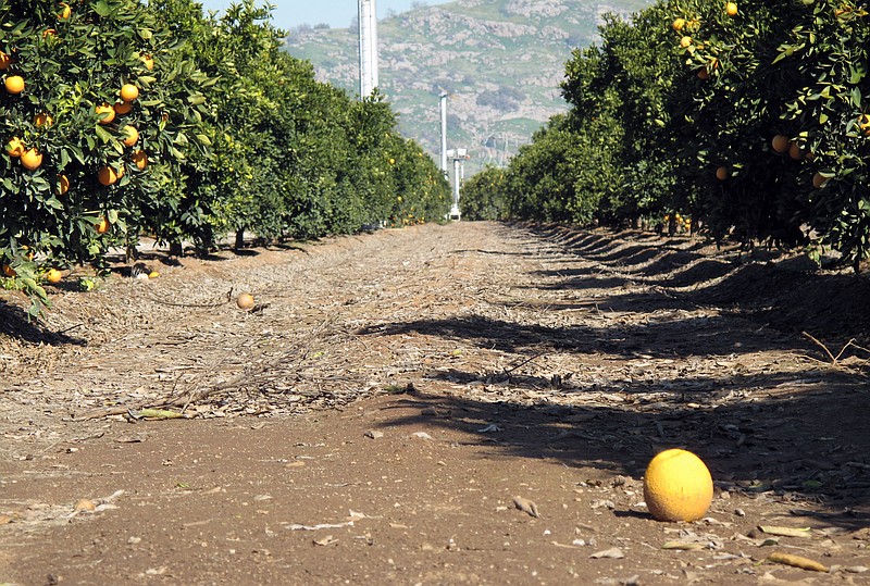 
              This Feb. 5, 2016, photograph shows citrus groves east of Fresno, California. A newly released state report shows California farmers reaping record sales of $53.5 billion in 2014, the same year Gov. Jerry Brown declared the state in a drought emergency and launched what became mandatory conservation for cities and towns. (AP Photo/Scott Smith)
            