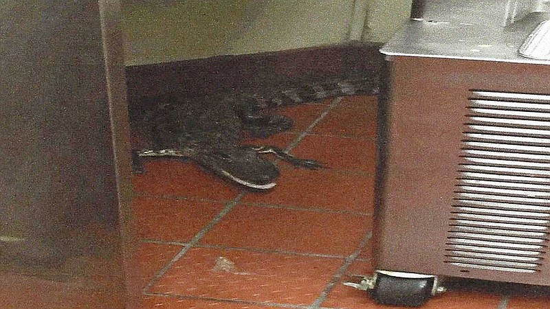 
              This Oct. 12, 2015 photo provided by the Florida Fish and Wildlife Conservation Commission shows an alligator in the kitchen of a Wendy's Restaurant in Loxahatchee, Fla. Florida wildlife officials say that 24-year-old Joshua James threw a 3.5-foot alligator through a fast-food restaurant's drive-thru window in October. He's charged with assault with a deadly weapon. On Tuesday, Feb. 9, 2016, bail was set at $6,000. (Florida Fish and Wildlife Conservation Commission via AP)
            