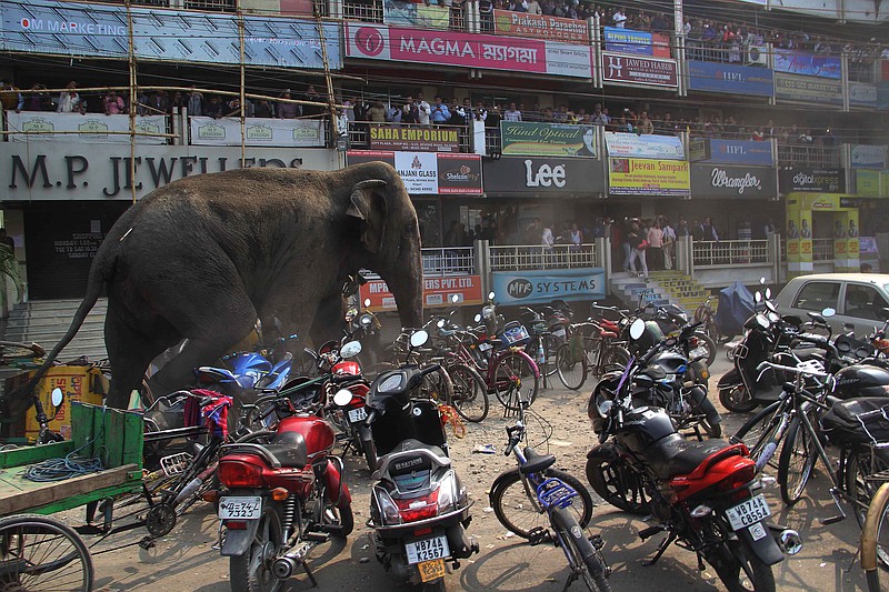 
              A wild elephant that strayed into the town stands after authorities shot it with a tranquilizer gun at Siliguri in West Bengal state, India, Wednesday, Feb. 10, 2016. The elephant had wandered from the Baikunthapur forest on Wednesday, crossing roads and a small river before entering the town. The panicked elephant ran amok, trampling parked cars and motorbikes before it was tranquilized. (AP Photo)
            