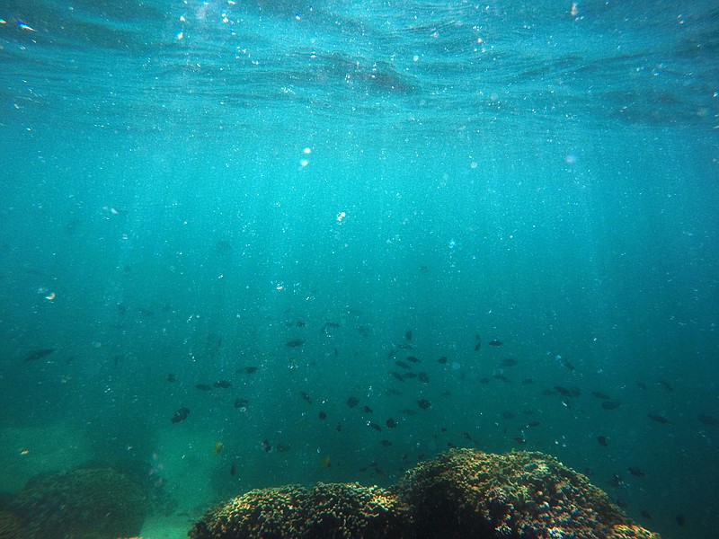 
              FILE — In this Oct. 26, 2015 file photo, fish swim over a patch of coral in Hawaii’s Kaneohe Bay off the island of Oahu. Officials in Hawaii are growing coral in a nursery at a rate that is faster than previously possible in hopes they will be able to create a stock of coral to replenish damaged or sick reefs around the state. (AP Photo/Caleb Jones, File)
            