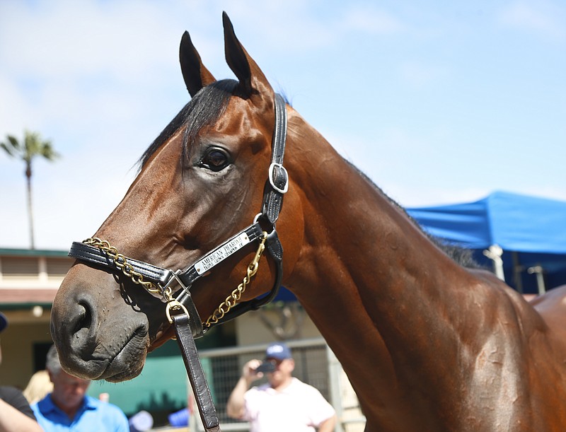
              FILE - In this July 14, 2015, file photo, Triple Crown champion American Pharaoh stands in the stables of the Del Mar Thoroughbred Club in Del Mar, Calif. The first date is over for the Triple Crown winner. Now the waiting begins. An 11-year-old mare named Untouched Talent was the lucky first lady at Coolmore's Ashford Stud in Versailles, Kentucky, on Friday, Feb. 12, 2016, as thoroughbred racing's breeding season opened on a Valentine's weekend. (AP Photo/Lenny Ignelzi, File)
            
