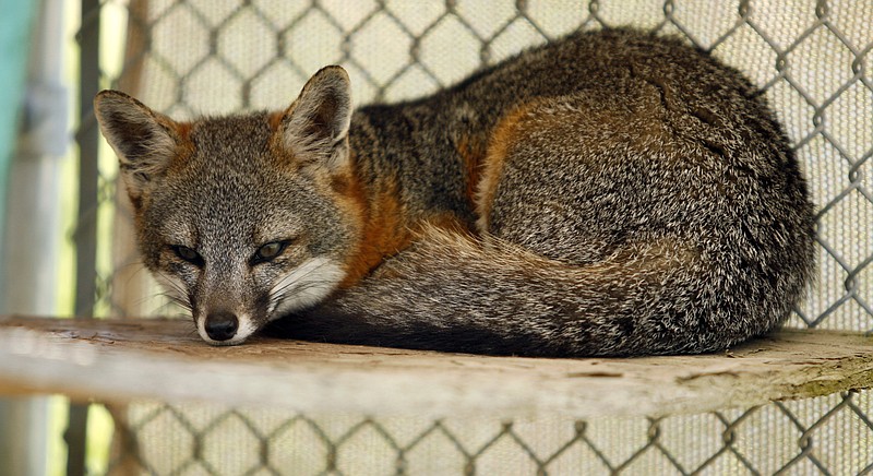 
              FILE - This June 9, 2006 file photo shows an endangered island fox in a National Park Service captive-breeding facility on Santa Rosa Island in the Channel Islands National Park off the coast of Southern California. Native foxes on islands off the California coast were once on the brink of extinction. But after decades of effort to save them, the island fox is now thriving, officials say. The U.S. Fish and Wildlife Service is expected to make a major announcement about fox Friday, Feb. 12, 2016.(AP Photo/Damian Dovarganes, File)
            