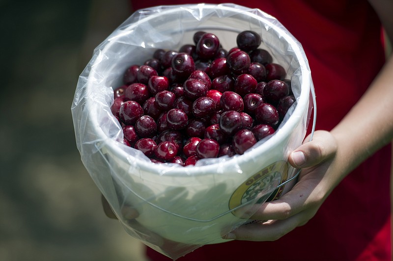 This photo taken June 26, 2014 shows a bucket of just picked sweet cherries at Orr's Farm Market in Martinsburg, W.Va. With its sweet fruit-flavored liqueurs, a working farm and eccentric cast of characters including a dancing lemon  Bloomery Plantation Distillery has attracted tourists from every U.S. state and countries as far away as Laos and Iceland. The West Virginia mini-distillery is part of a growing agriculture tourism trend that advocates say can help revive struggling rural economies. Ag tourism refers to working farm enterprises geared to visitors, encompassing farm stands, pumpkin patches, barn dances, zip-line rides, pick-your-own berries, corn mazes and even weddings. (AP Photo/Cliff Owen)