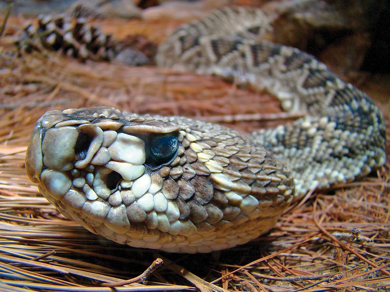 Rattlesnake.