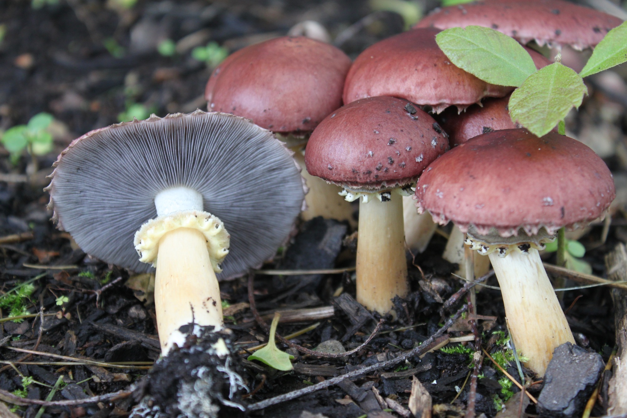 Angel Miller of 2Angels Mushroom Farm will show visitors how to build a Wine Cap mushroom bed on April 16 during Crabtree Farms' Spring Plant Sale and Festival and on April 30 at 2Angels Mushroom Farm in Harrison.