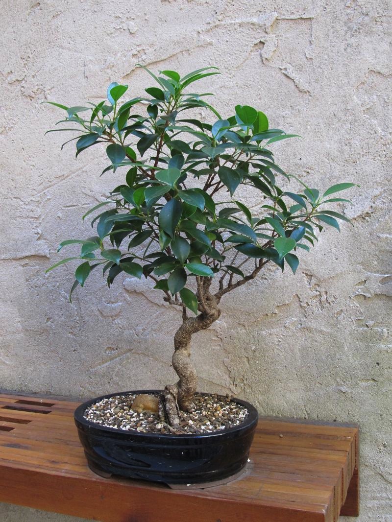 Two bonsai instructional seminars are scheduled Saturday morning at 11 a.m. One takes place at The Barn Nursery, 1801 E. 24th St. Place, and the other at Signal Mountain Nursery, 1100 Hubbard Road.