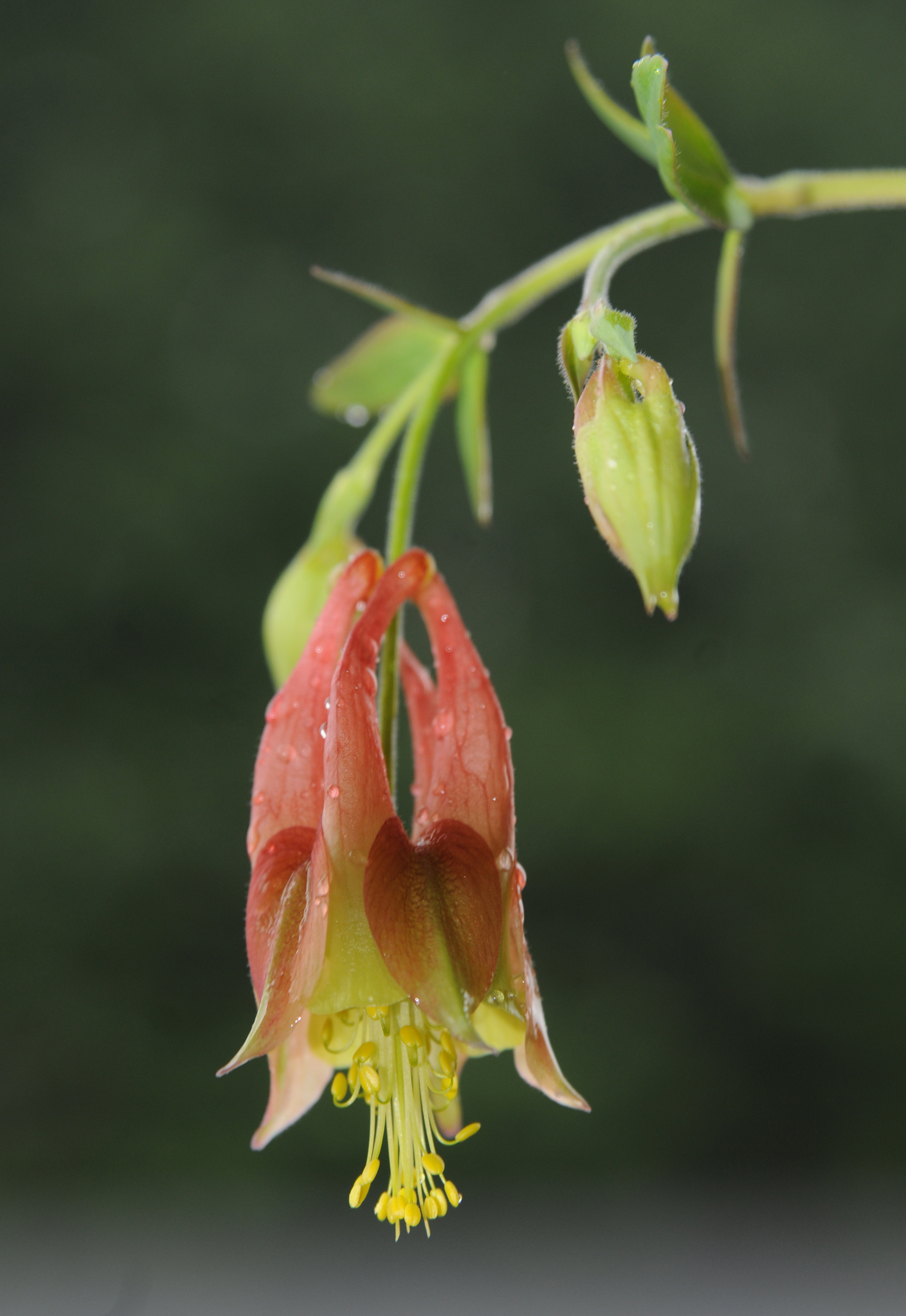 Tim Holcomb will lead a free class on choosing and planting perennials such as columbine, shown here, on March 5 at Holcomb Garden Center on Highway 153.