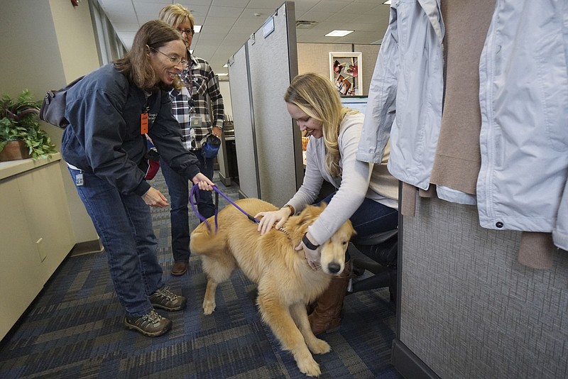 Ramona Nichols, director of training for Georgia Canines for Independence, left, escorts Frank, an 8-month-old golden retriever, through the first-floor offices at UNUM to visit with employees Rita Boyer and Vikki Ledbetter on Feb. 24. GCI brings dogs to UNUM every Wednesday to help acclimate their service dogs to a workplace environment and donates them to people in need once they are fully trained. "This really is the highlight of my day," Vikki Ledbetter said. "I've always wanted a golden retriever."