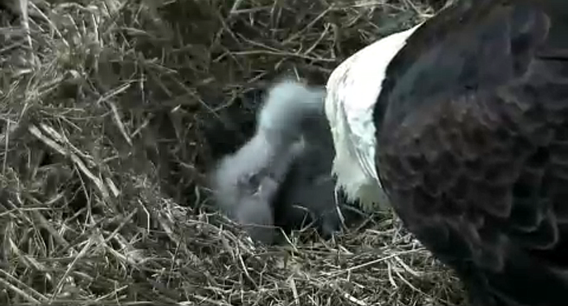 Baby eagles have hatched in Harrison, Tenn.