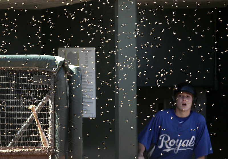 Honeybee swarm delays Orioles' game vs. Rockies in first inning