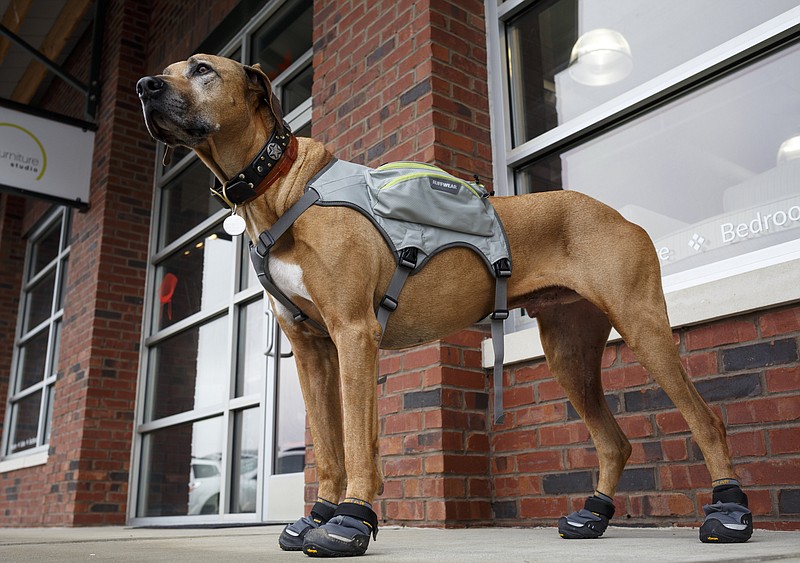 Bode, a Rhodesian Ridgeback who belongs to Nooga Paws co-owner Bob Poore and his wife, Courtney, models a Ruffwear hiking pack and hiking shoes made for dogs.