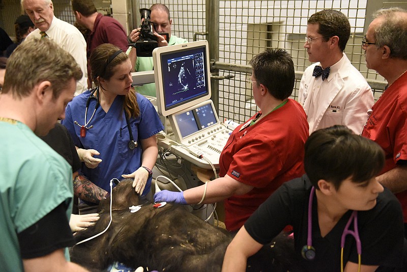 Dr. William Warren from the Chattanooga Heart Institute at Memorial Hospital, second from right, watches as Shirley, one of seven chimpanzees at the Chattanooga Zoo, gets an echocardiogram on Thursday, Mar. 17, 2016, in Chattanooga, Tenn. 