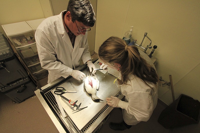 
              FILE - In this March 11, 2016 file photo, wildlife biologists Rob Kaler of the U.S. Fish and Wildlife Service and Sarah Schoen of the U.S. Geological Survey examine body parts of a common murre during a necropsy in Anchorage, Alaska. The massive die-off of a widely distributed North Pacific seabird continues to surprise federal scientists. The latest twist was the discovery of thousands of carcasses of common murres along a freshwater Alaska lake. (AP Photo/Dan Joling, File)
            