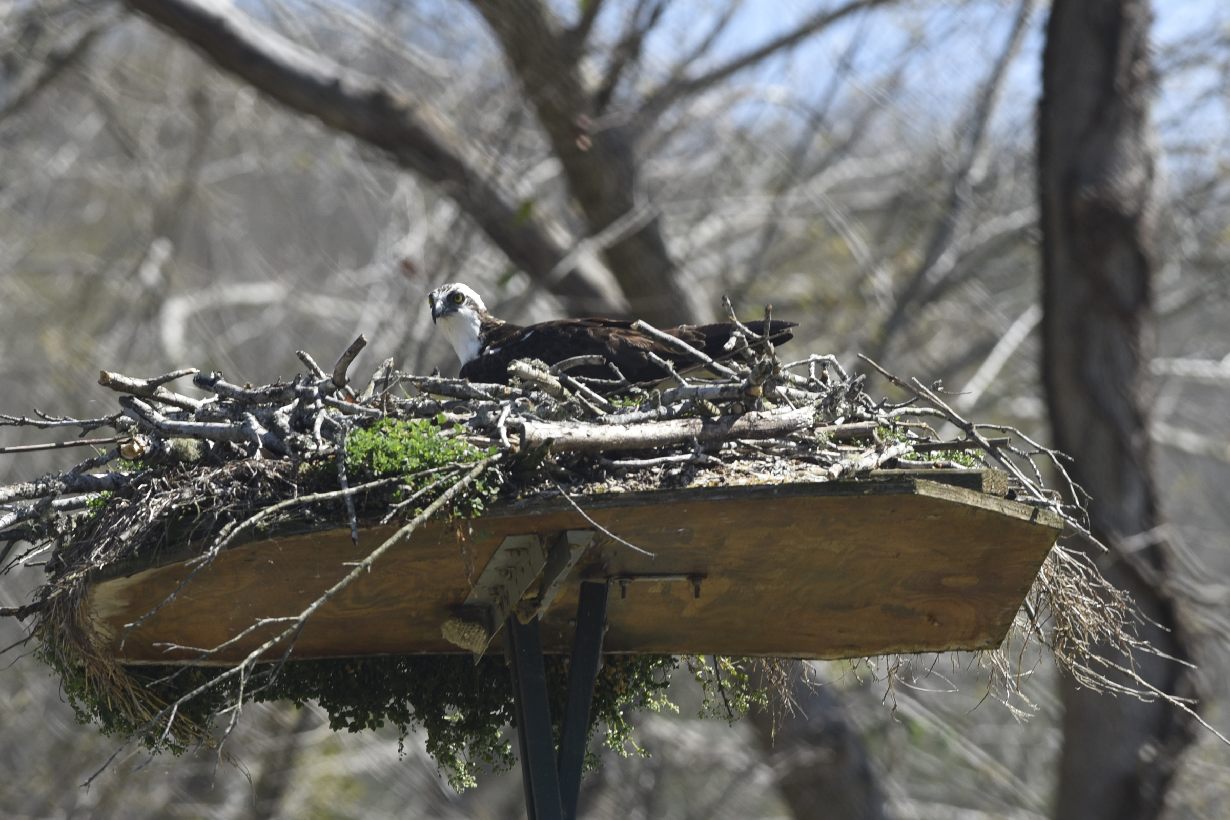 An osprey sits on its nest at the Tennessee River Garden property in Marion County onTuesday, Mar. 16, 2016, near TVA's Raccoon Mountain pump storage facility in Chattanooga, Tenn. Efforts are under way to establish active osprey nests in the downtown Chattanooga area.