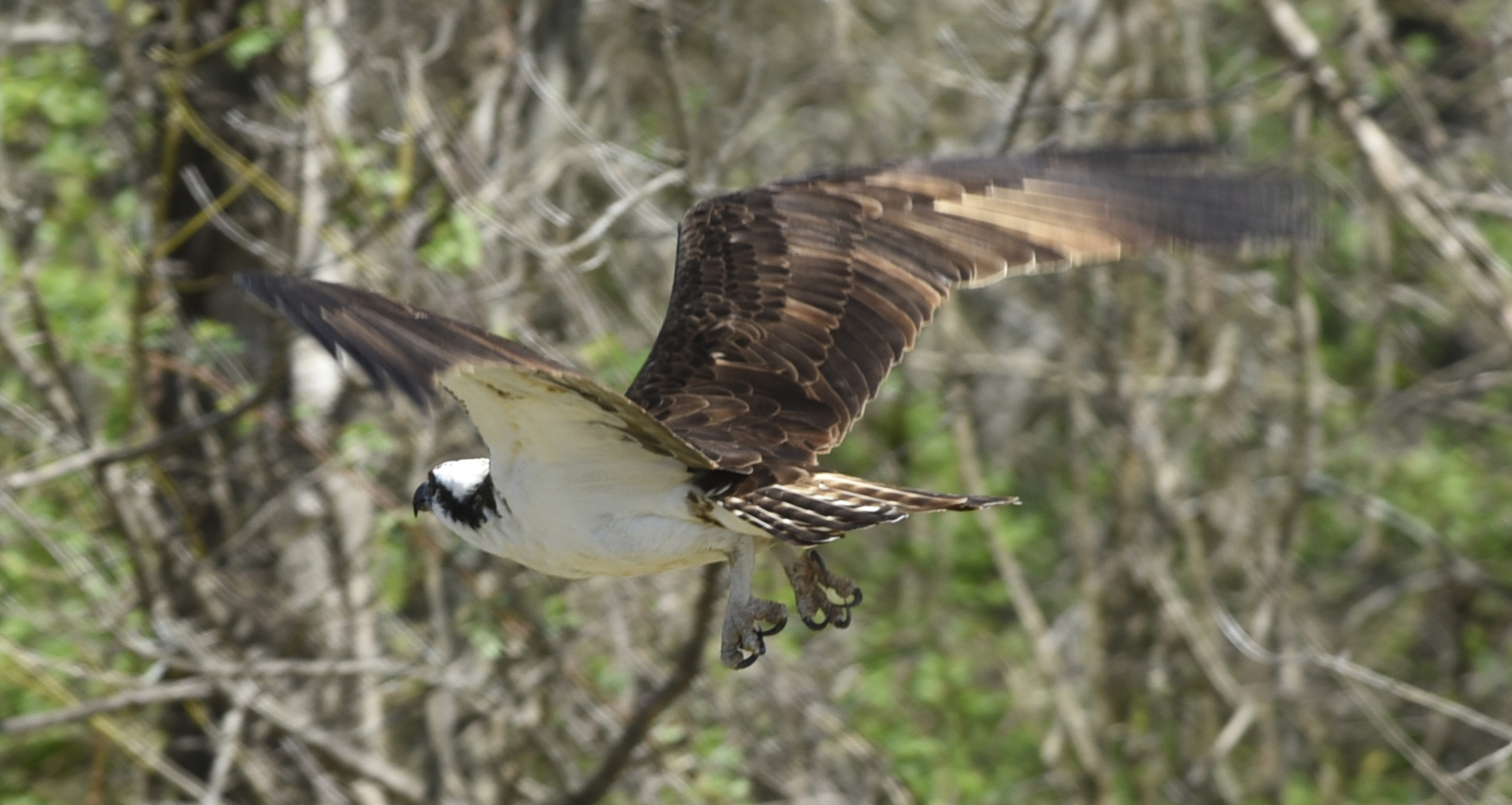 An osprey flies at the Tennessee River Garden property in Marion County onTuesday, Mar. 16, 2016, near TVA's Raccoon Mountain pump storage facility in Chattanooga, Tenn. Efforts are under way to establish active osprey nests in the downtown Chattanooga area.
