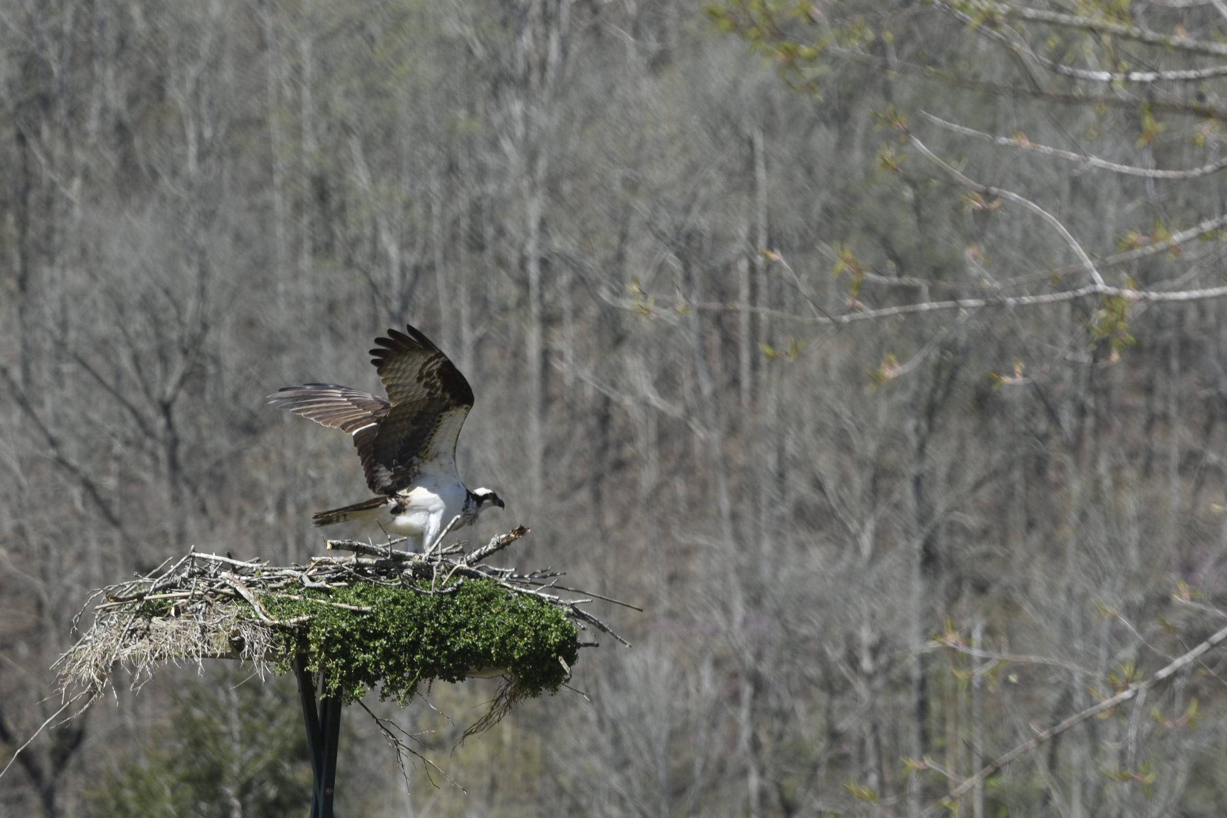 An osprey takes of from its nest at the Tennessee River Garden property in Marion County onTuesday, Mar. 16, 2016, near TVA's Raccoon Mountain pump storage facility in Chattanooga, Tenn. Efforts are under way to establish active osprey nests in the downtown Chattanooga area.