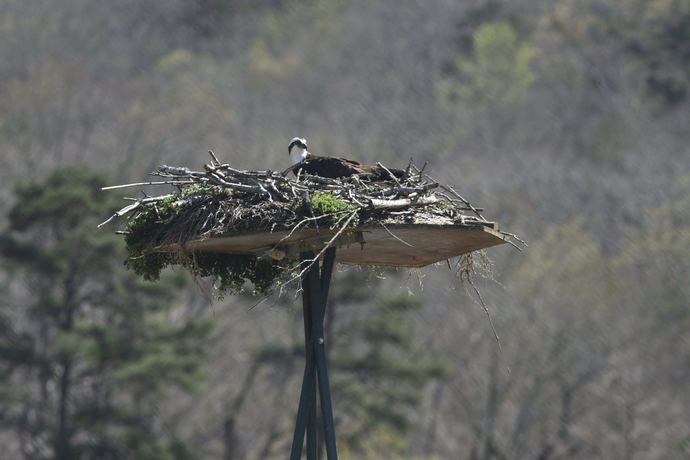 An osprey sits on its nest at the Tennessee River Garden property in Marion County onTuesday, Mar. 16, 2016, near TVA's Raccoon Mountain pump storage facility in Chattanooga, Tenn. Efforts are under way to establish active osprey nests in the downtown Chattanooga area.