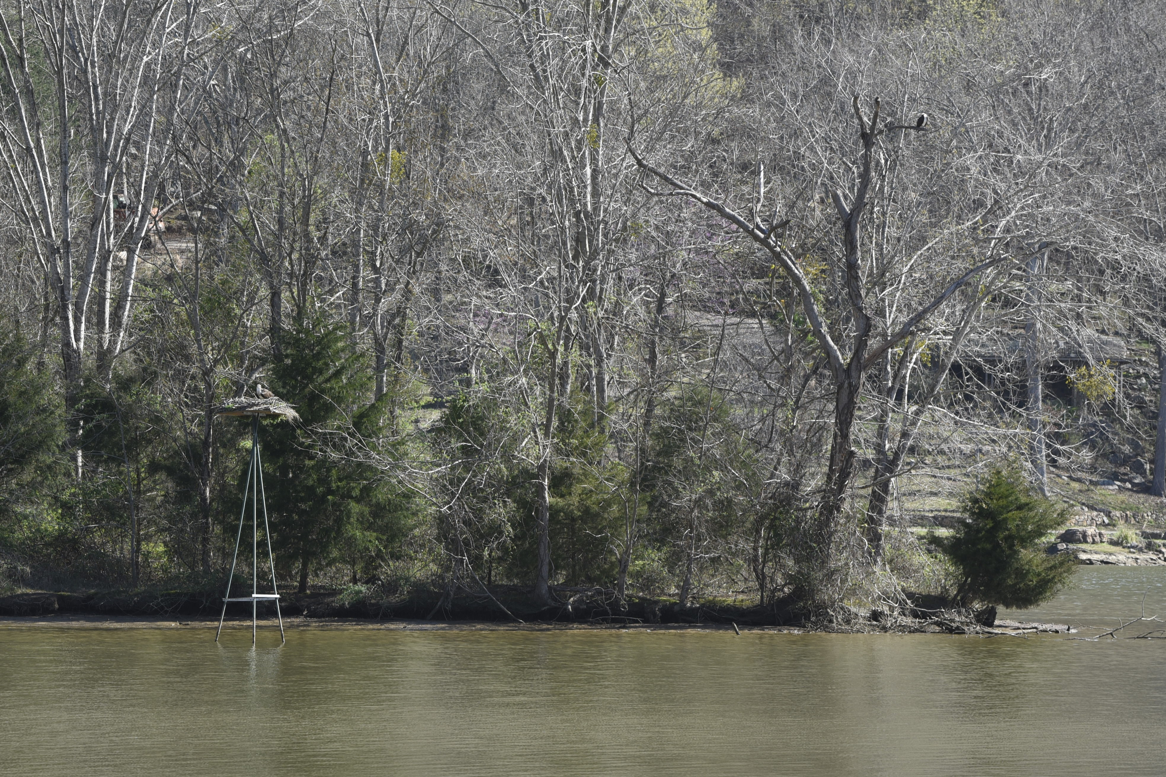 While one sits in a tree nearby, an osprey sits on its nest in a stand at the Tennessee River Garden property in Marion County onTuesday, Mar. 16, 2016, near TVA's Raccoon Mountain pump storage facility in Chattanooga, Tenn. Efforts are under way to establish active osprey nests in the downtown Chattanooga area.