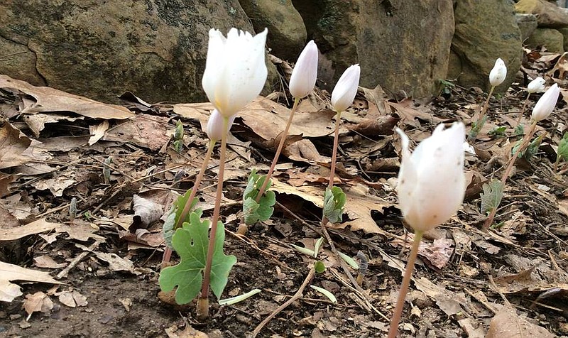 Bloodroot and other showy specimens may be spotted during wildflower hikes at Sequatchie Valley Institute.