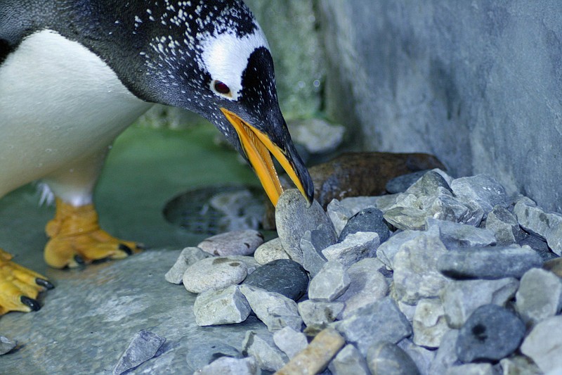 A gentoo penguins builds a nest with rocks at the Tennessee Aquarium.