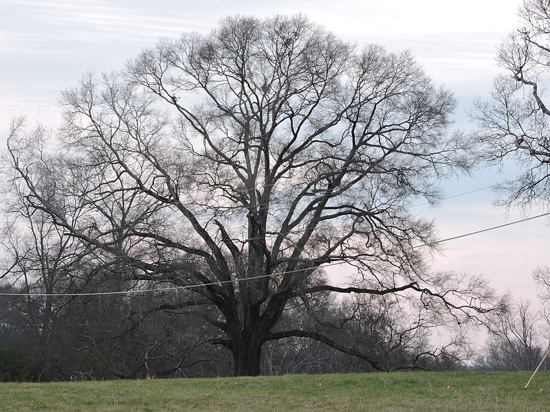 This oak tree is a popular spot for people to gather at when visiting the new Magnolia Pines Southern Estate in Chickamauga.