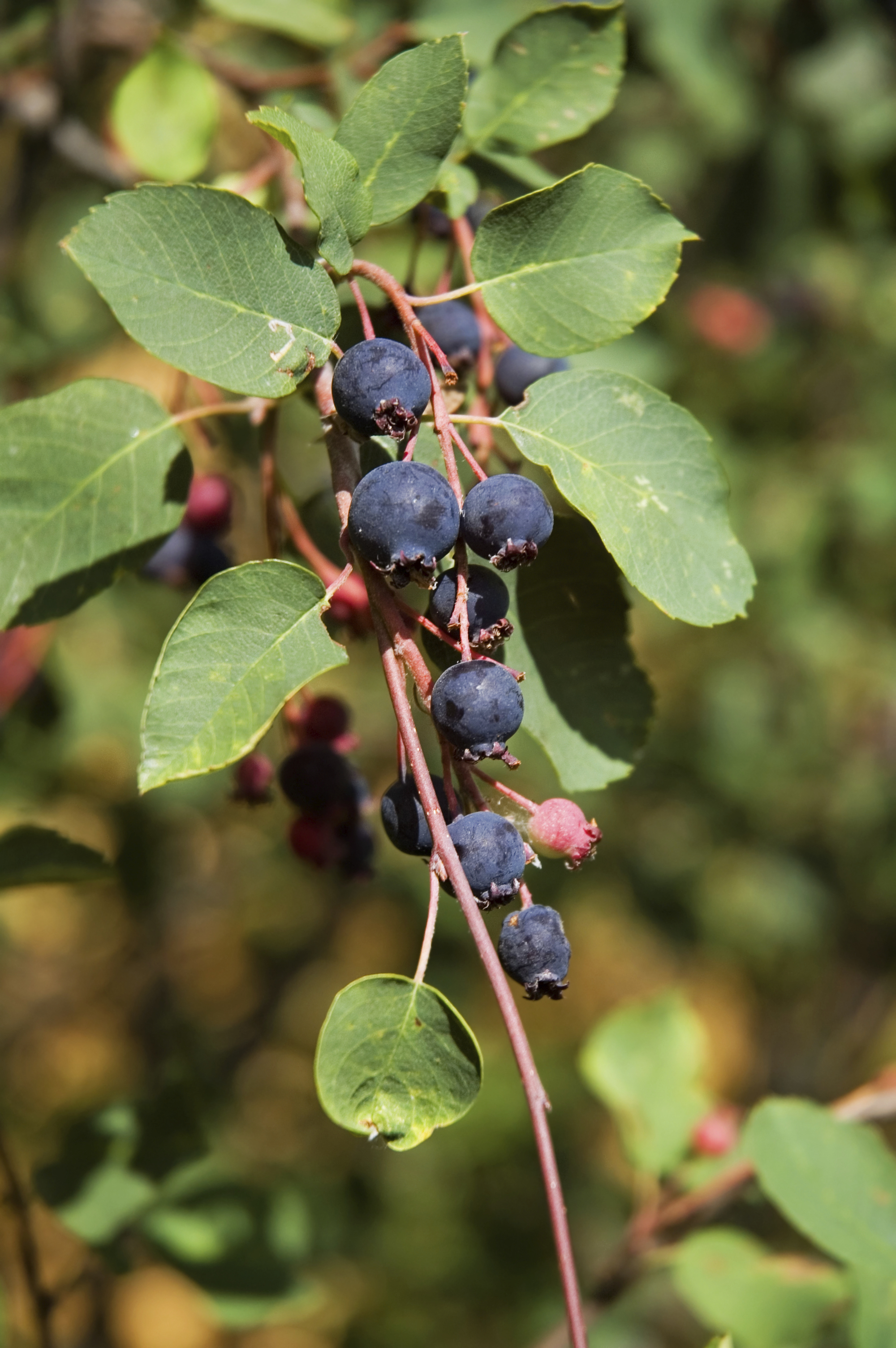 Ripe Saskatoons