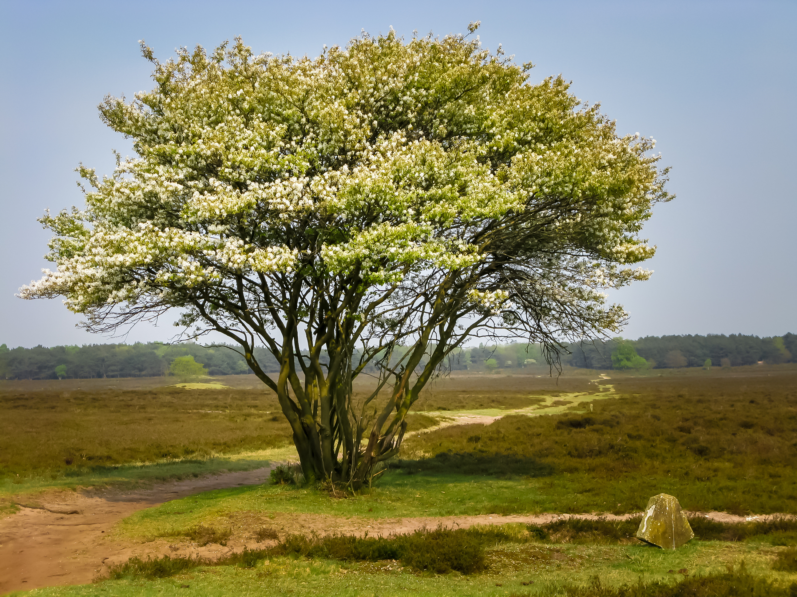 Single tree in spring, Netherlands
