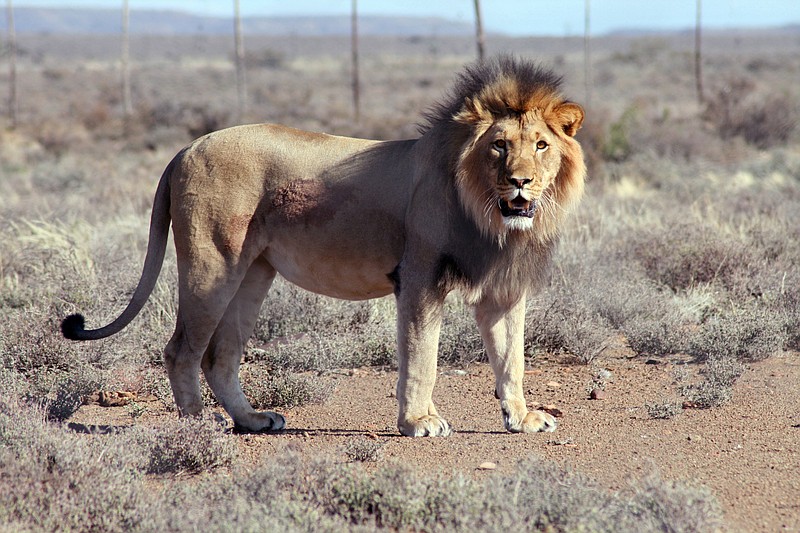 One of Africa's oldest lions killed in Kenya