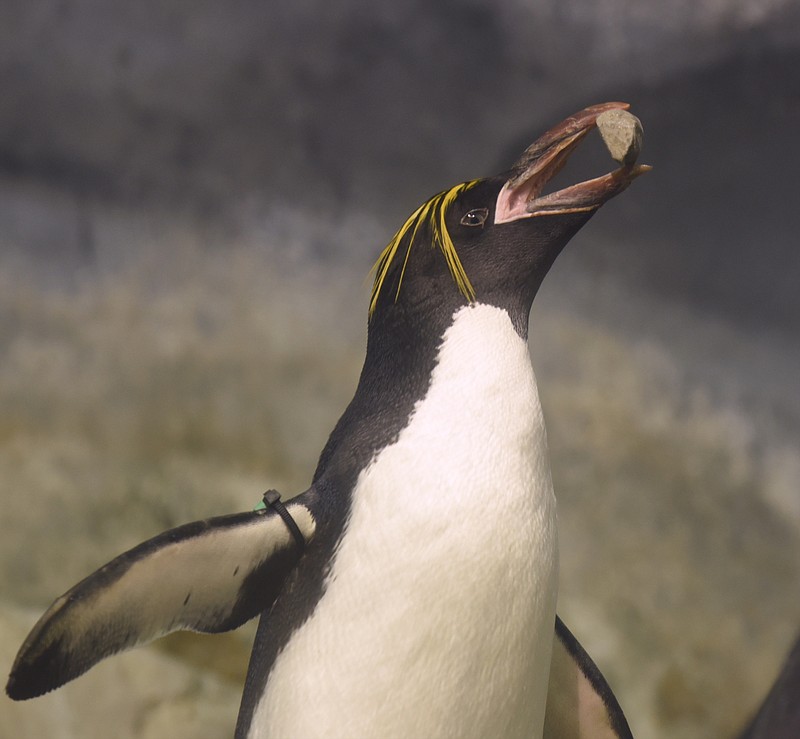 Penguin roars as mate lays an egg at Tennessee Aquarium | Chattanooga Times Free Press Penguin roars as mate lays an egg at Tennessee Aquarium | Chattanooga Times Free Press