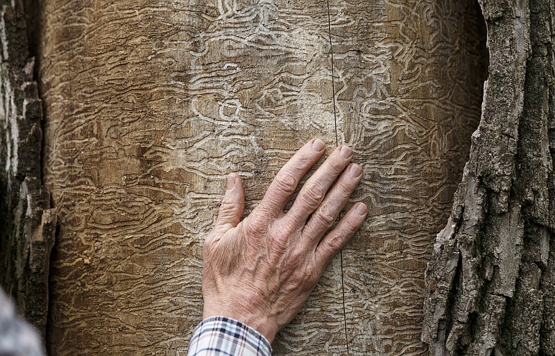 City forester Gene Hyde places his hand on S-shaped gallery patterns made by feeding emerald ash beetles which spiral across the trunk of an ash tree in the yard of Jimmy Voyles on Friday, April 1, 2016, in Chattanooga, Tenn. The invasive species is threatening the region's estimated 200,000 ash trees.
