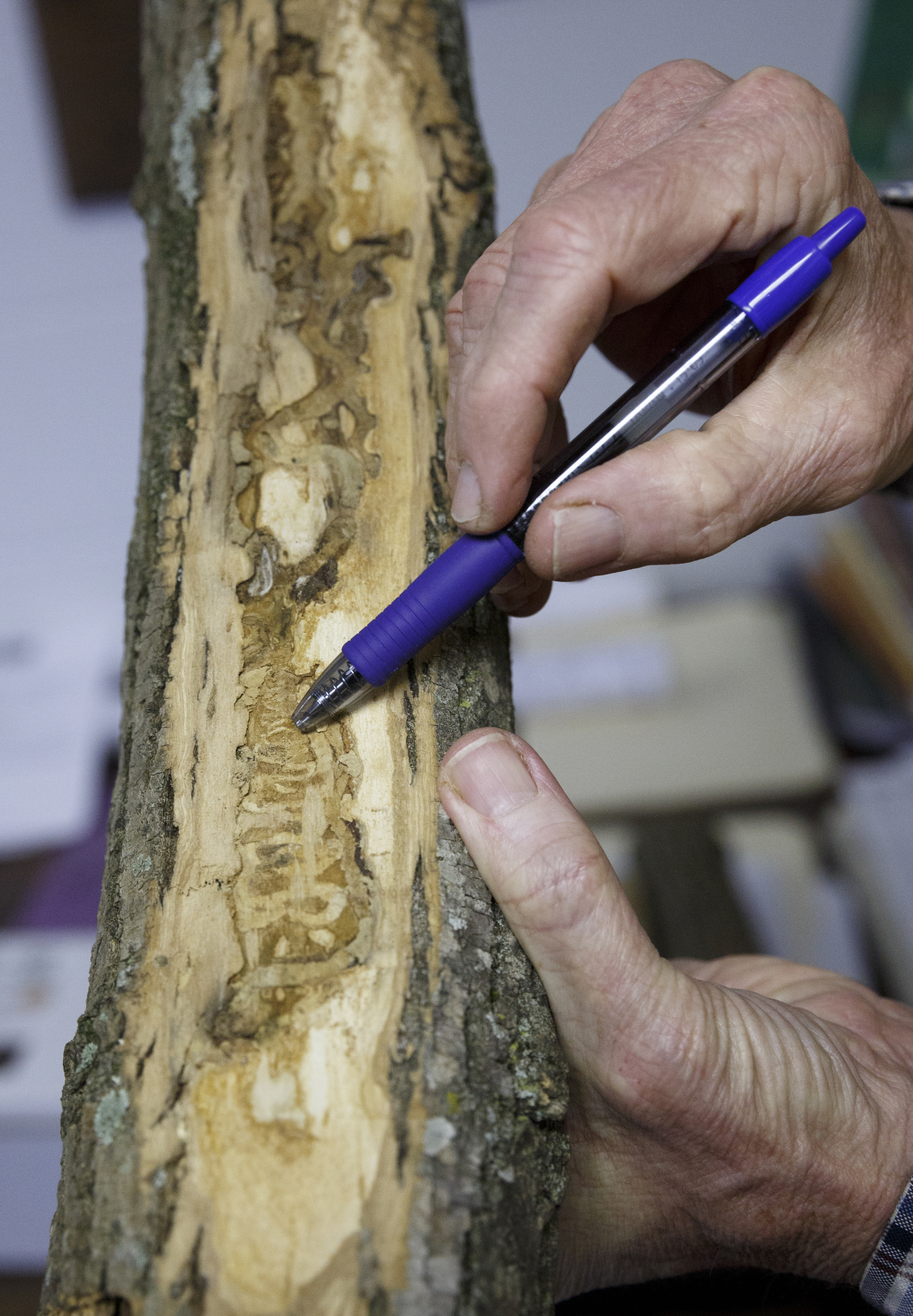 City forester Gene Hyde points out an s-shaped gallery pattern made on an ash branch by the emerald ash borer beetle, left behind as the species feeds, in his office Friday, April 1, 2016, in Chattanooga, Tenn. The invasive species is threatening the region's estimated 200,000 ash trees.