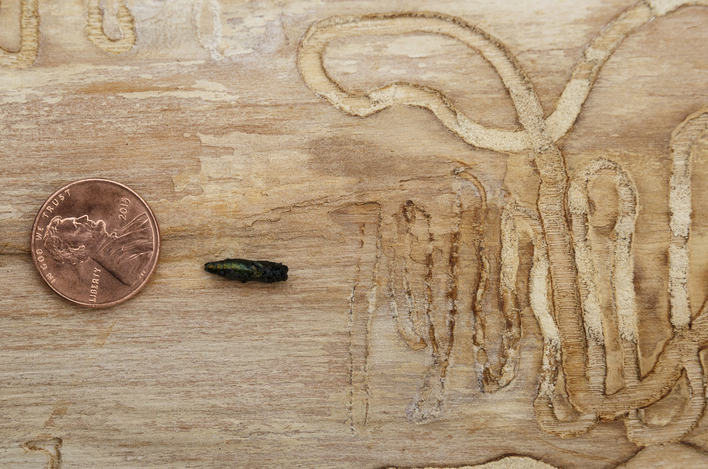 A penny is used to demonstrate the size of the emerald ash borer beetle, placed near a section of ash wood that shows an s-shaped gallery pattern left as the beetles feed, on Friday, April 1, 2016, in Chattanooga, Tenn. The invasive species is threatening the region's estimated 200,000 ash trees.