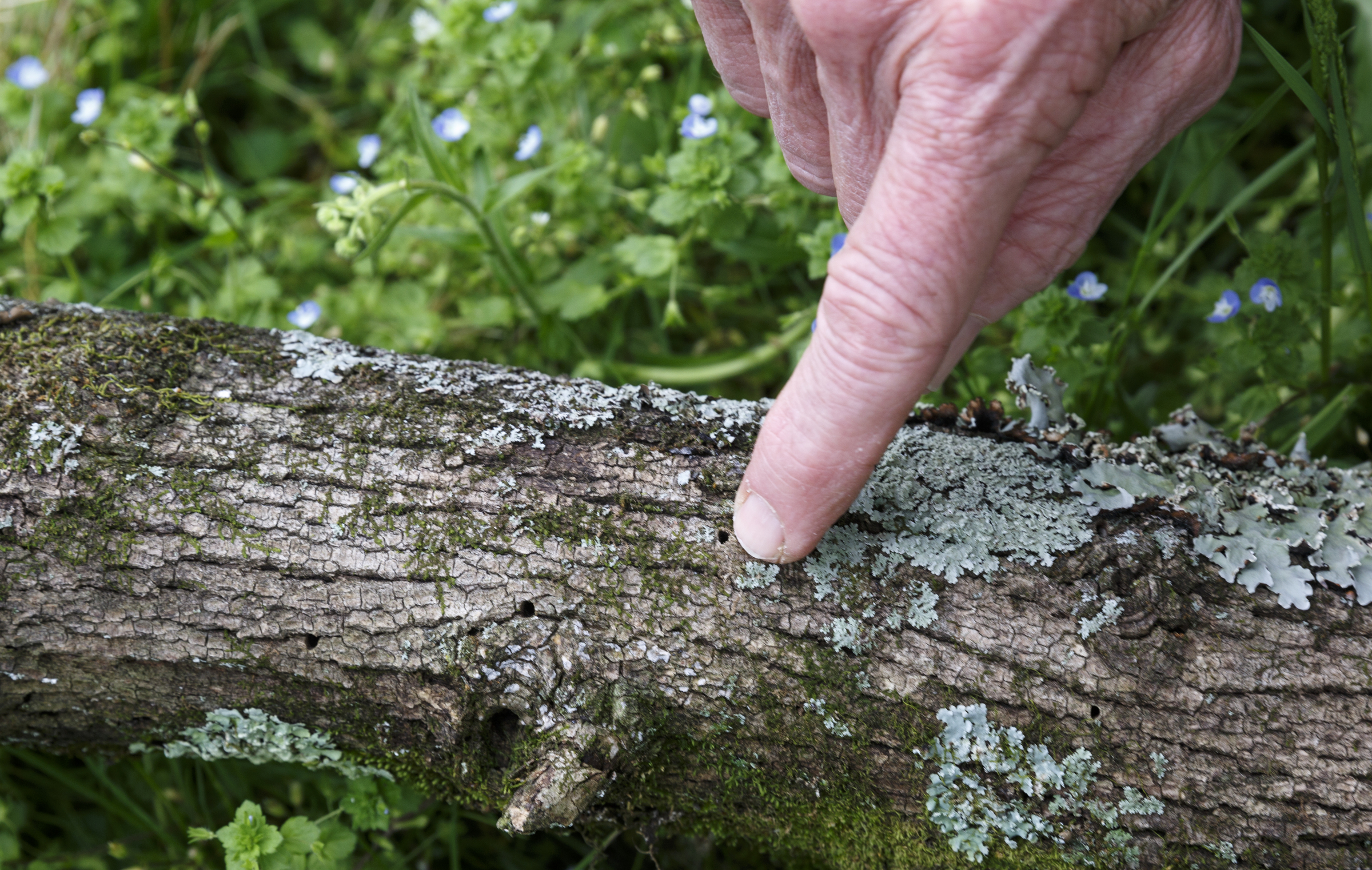 City forester Gene Hyde points out d-shaped exit holes made by the emerald ash beetle in an infested branch of ash which fell from a dead tree in the yard of Jimmy Voyles on Friday, April 1, 2016, in Chattanooga, Tenn. The invasive species is threatening the region's estimated 200,000 ash trees.
