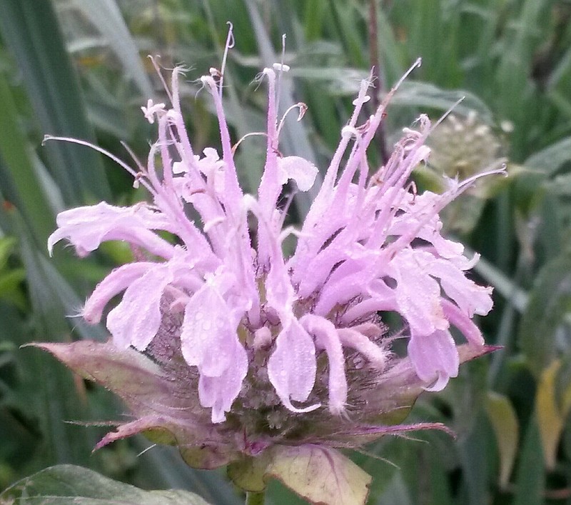 SoddyDaisy church schedules plant giveaway Chattanooga Times Free Press