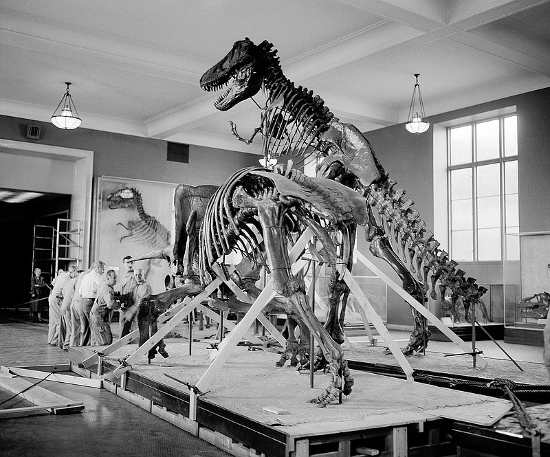 
              FILE - In this Nov. 29, 1954, file photo, workers use block and tackle to move the skeleton of one of four dinosaurs in the Cretaceous Hall of the American Museum of Natural History in New York. Dinosaurs died out rather abruptly some 66 million years ago. But a new study published Monday, April 18, 2016 says that long before an asteroid strike doomed them, they were already in decline. (AP Photo/Anthony Camerano, File)
            