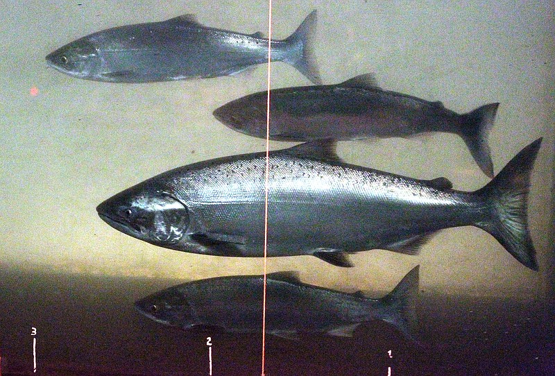 
              FILE - In this June 27, 2012, file photo, a Chinook salmon, second from the bottom, swims with sockeye salmon at the Bonneville Dam fish-counting window near North Bonneville, Wash., on the Columbia River. The National Oceanic and Atmospheric Administration listed Chinook salmon and several others as being subjected to overfishing Wednesday, April 20, 2016. (AP Photo/Rick Bowmer, File)
            
