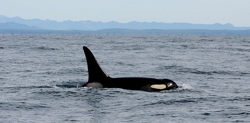 
              In this Feb. 23, 2016, photo provided by NOAA Northwest Fisheries Science Center, an orca whale known as L95 swims in the Pacific Ocean near La Push, Wash., shortly before being fitted with a satellite tag.  Federal biologists have temporarily stopped tagging endangered killer whales in Washington state’s Puget Sound after a dead orca was found with pieces of a dart tag lodged in its dorsal fin.   (NOAA Northwest Fisheries Science Center via AP)
            