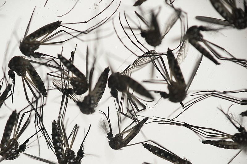 
              FILE - In this Jan. 27, 2016 file photo, samples of Aedes aegypti mosquitoes, responsible for transmitting dengue and Zika, sit in a petri dish at the Fiocruz Institute in Recife, Pernambuco state, Brazil. Mosquito-eradication efforts have taken on new urgency in Brazil with the Olympic Games slated to start in August. (AP Photo/Felipe Dana, File)
            