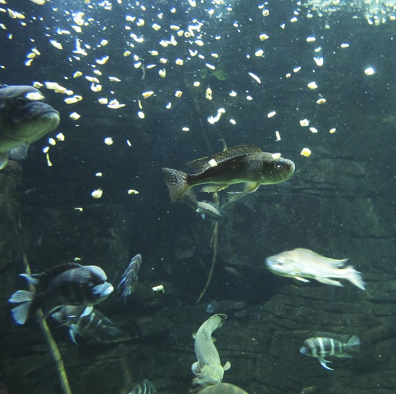 
              In this March 15, 2016, photo, freshwater fish feed in the River Journey building at the Tennessee Aquarium in Chattanooga, Tenn.  The aquarium's conservation institute is expanding its efforts to protect the endangered freshwater animals of the southeastern U.S. (AP Photo/Travis Loller)
            