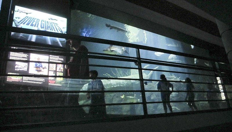 In this March 15, 2016, photo, visitors view the River Giants exhibit at the Tennessee Aquarium in Chattanooga, Tenn. The aquarium's conservation institute is expanding its efforts to protect the endangered freshwater animals of the southeastern U.S.