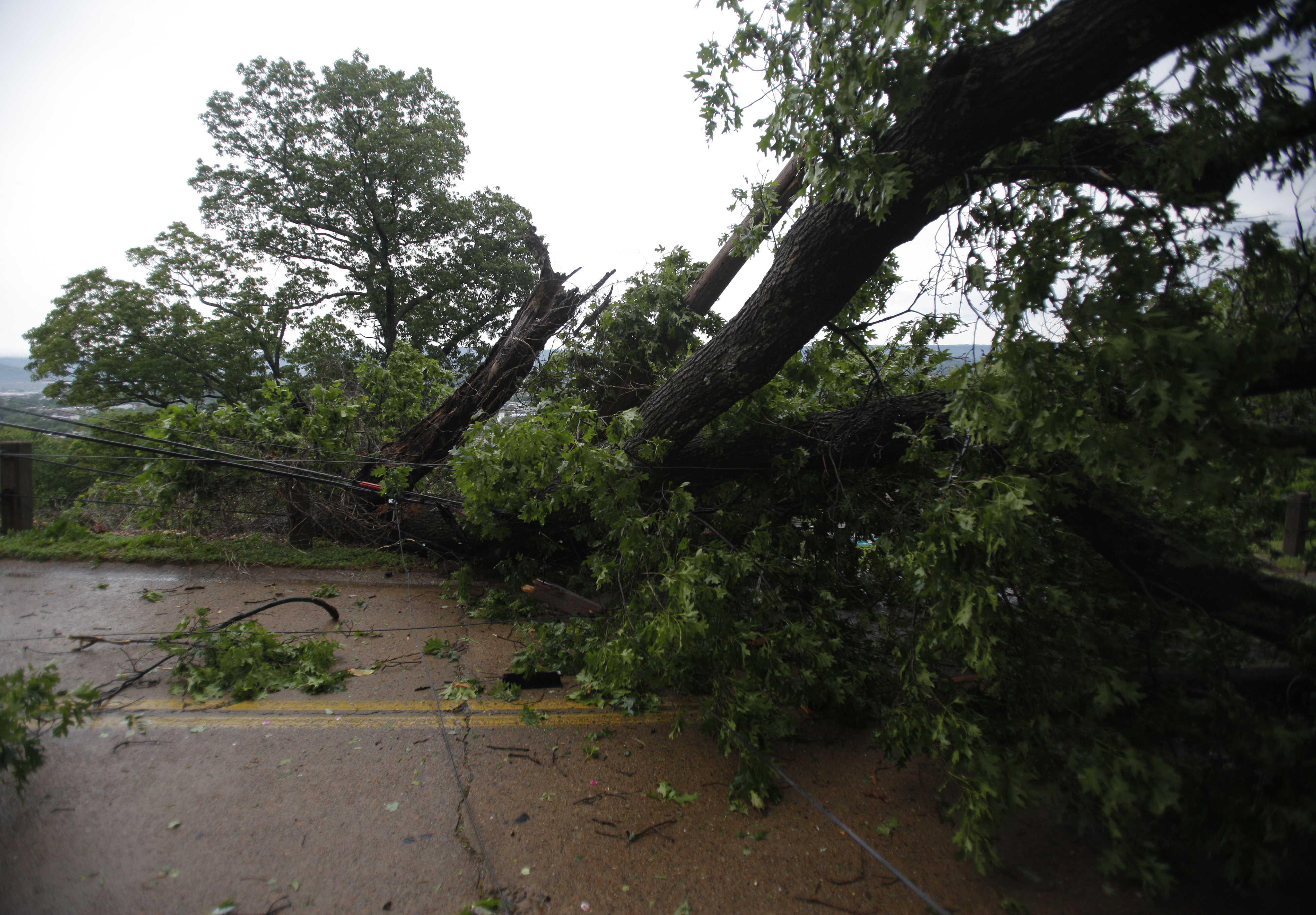 A large tree lies across Crest Road and power lines on Missionary Ridge. Trees were felled along Missionary Ridge and Main Street during Wednesday morning's storm.