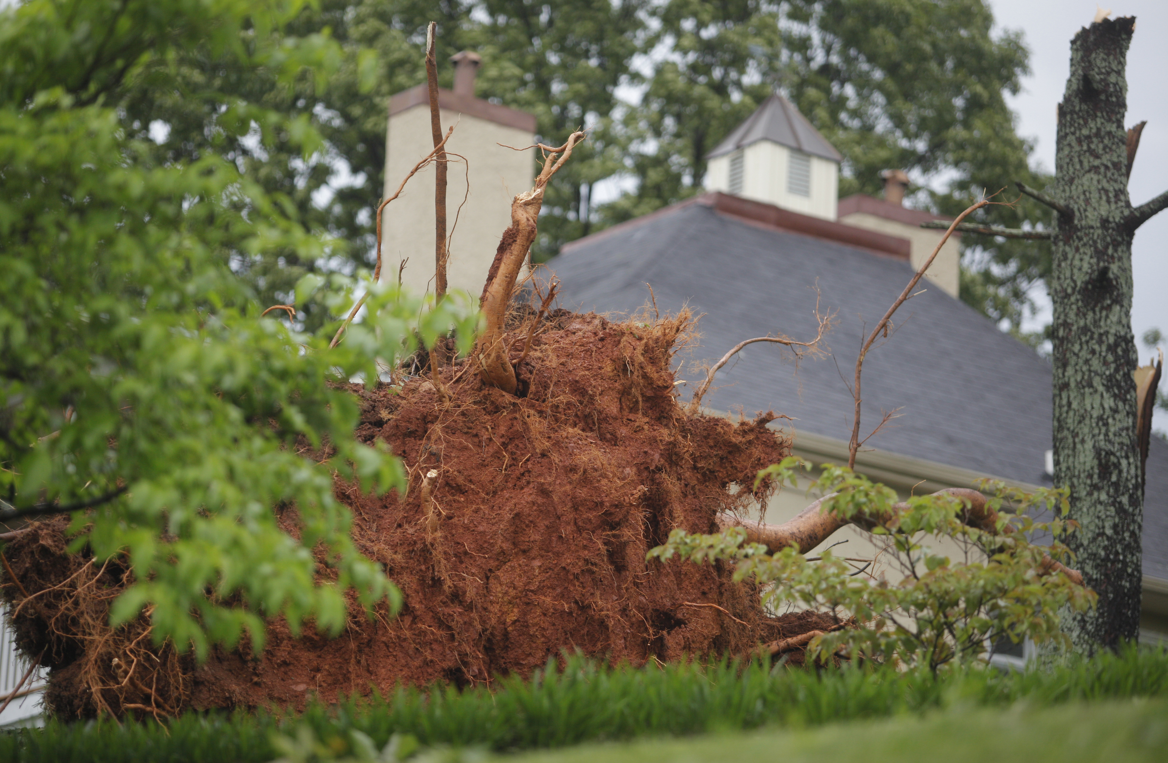 A tree is uprooted in the front yard of Missionary Ridge resident Jim Queen {CQ}. Trees were felled along Missionary Ridge and Main Street during Wednesday morning's storm.
