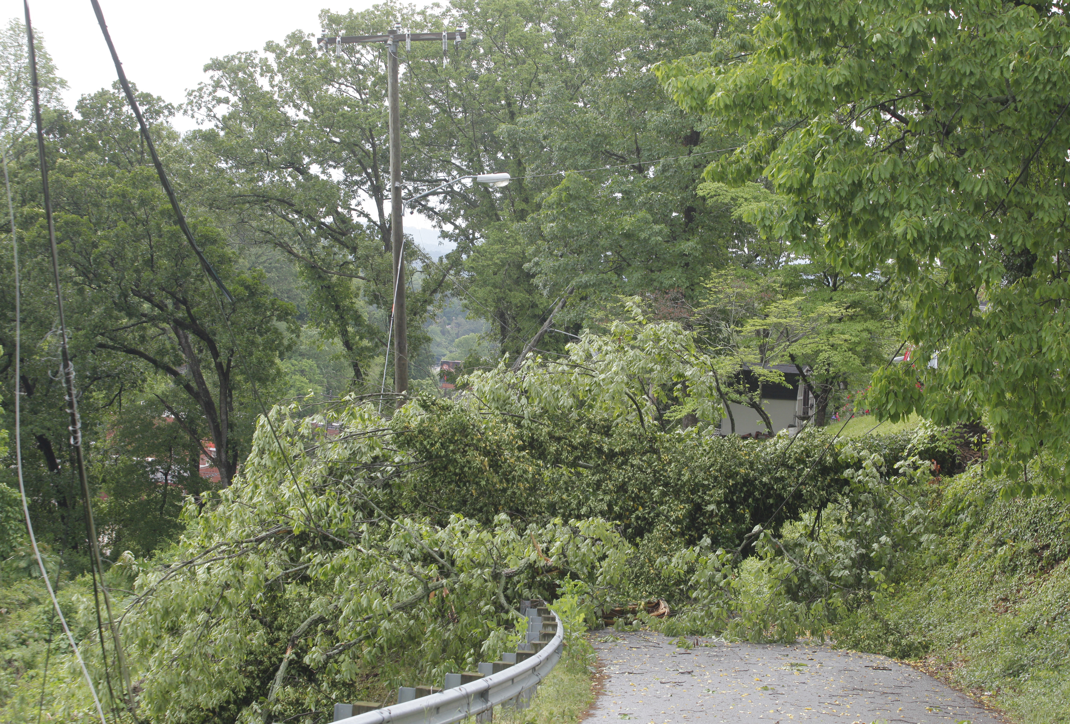 A tree lies across Rosemont Drive after taking out power lines. Trees were felled along Missionary Ridge and Main Street during Wednesday morning's storm.